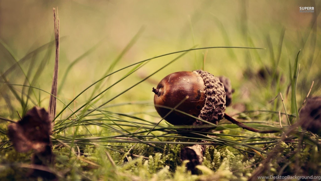 Acorn Wallpapers » WallDevil   Best Free HD Desktop And Mobile ...