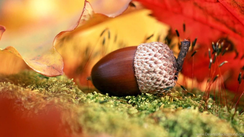 Download Wallpapers 3840x2160 Acorn, Leaves, Fall 4K Ultra HD HD ...