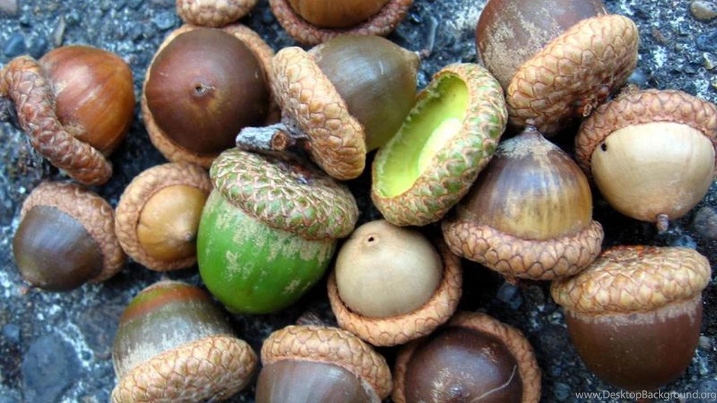 ACORN WALLPAPER (
