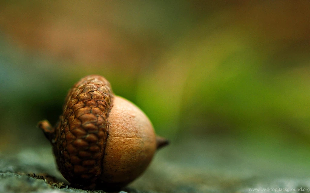 Acorn Earth Close up Brown