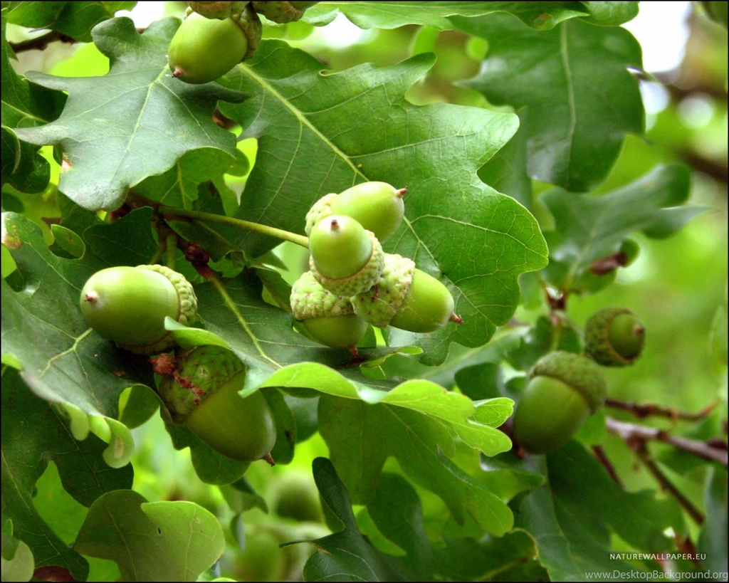 1280x1024 Wallpapers Acorn Wallpaper Backgrounds