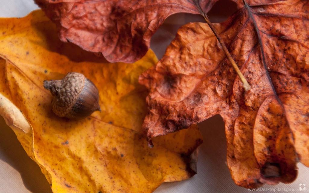 Acorn Leaves Fall Foliage Wallpapers