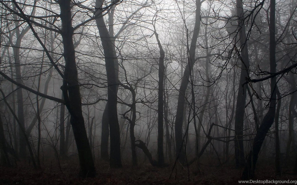 Forest Wallpaper Backgrounds