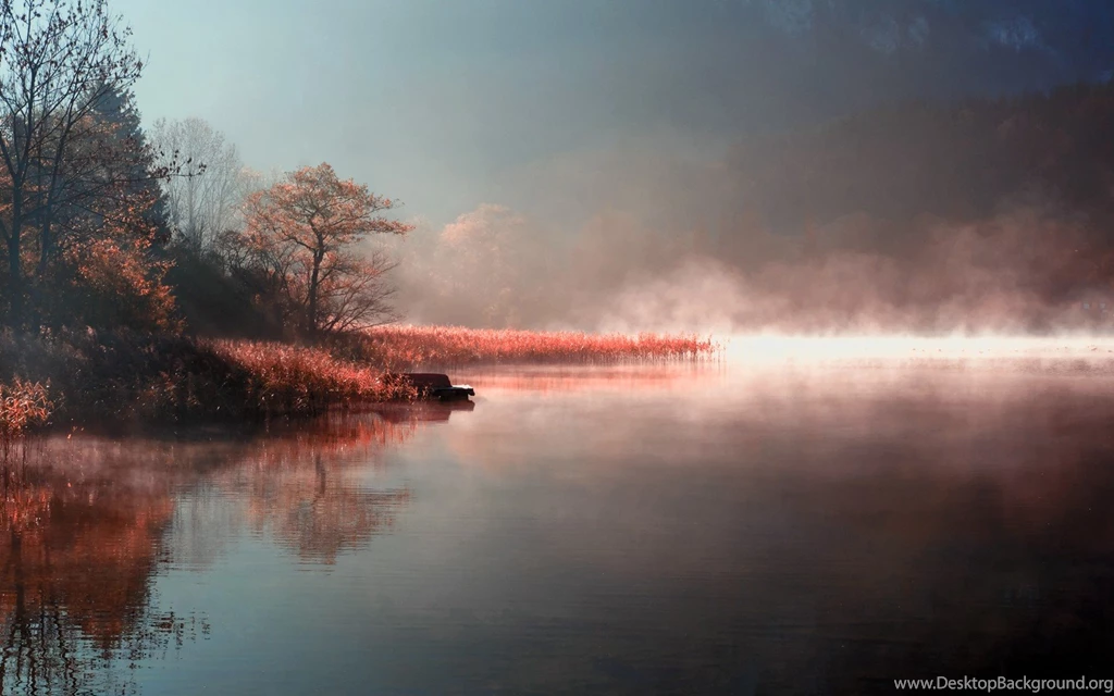 Download Forest Scary Wallpapers 1680x1050