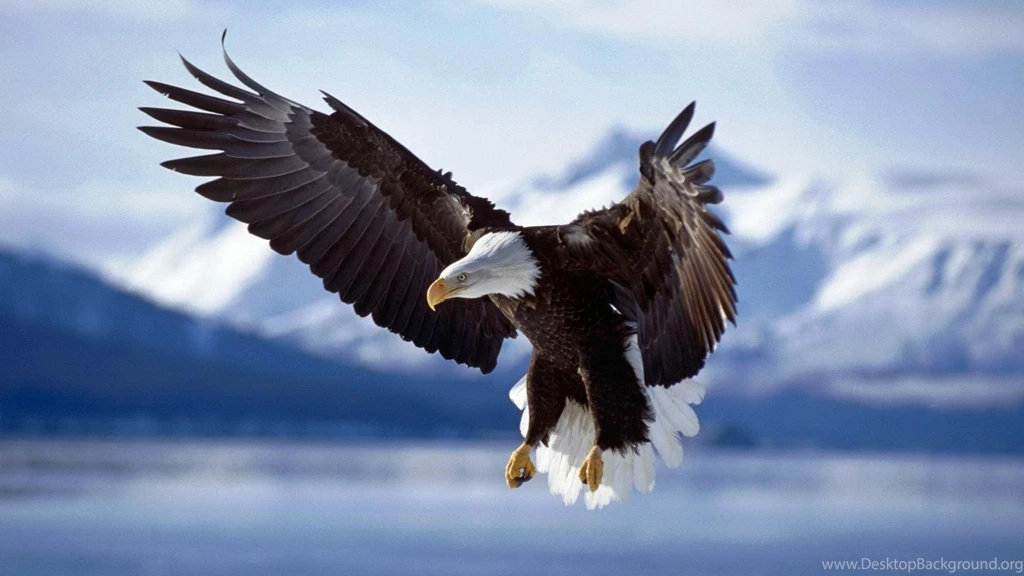 Aguila Americana Wallpaper,aguila HD Wallpaper,bonita Foto HD ...