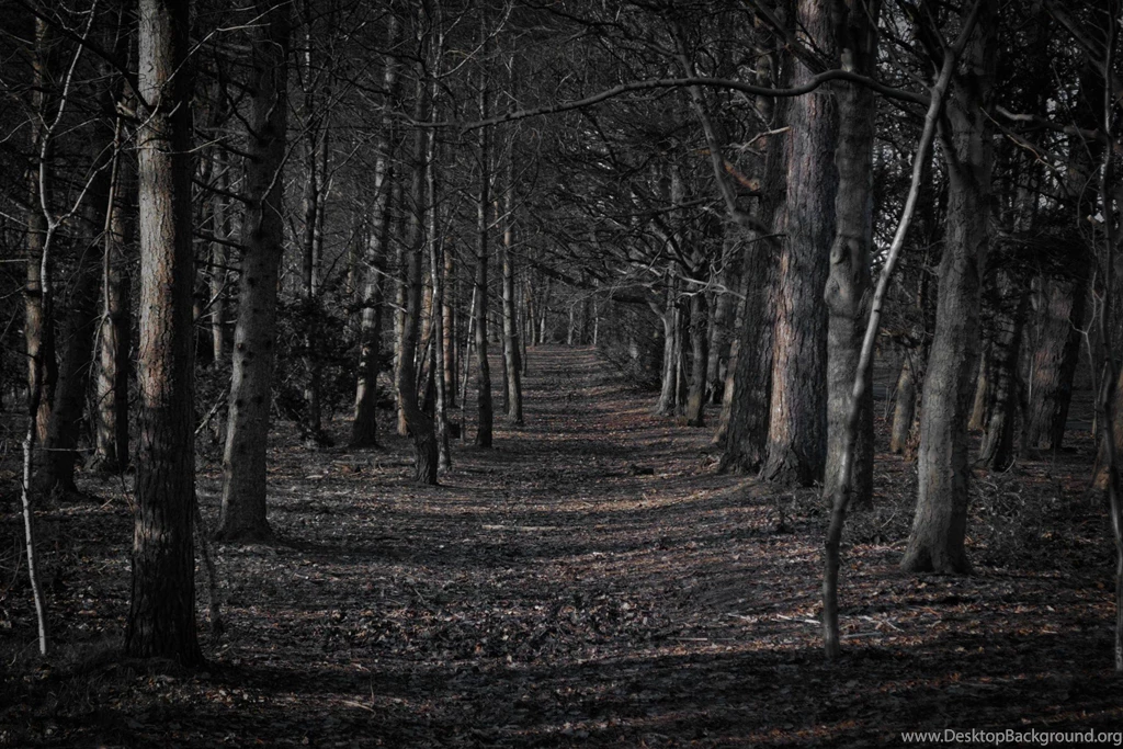 Spooky Forest (4608x3072) : Pikdit