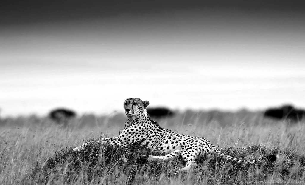 Photo Gallery : Black Cheetah Wallpapers