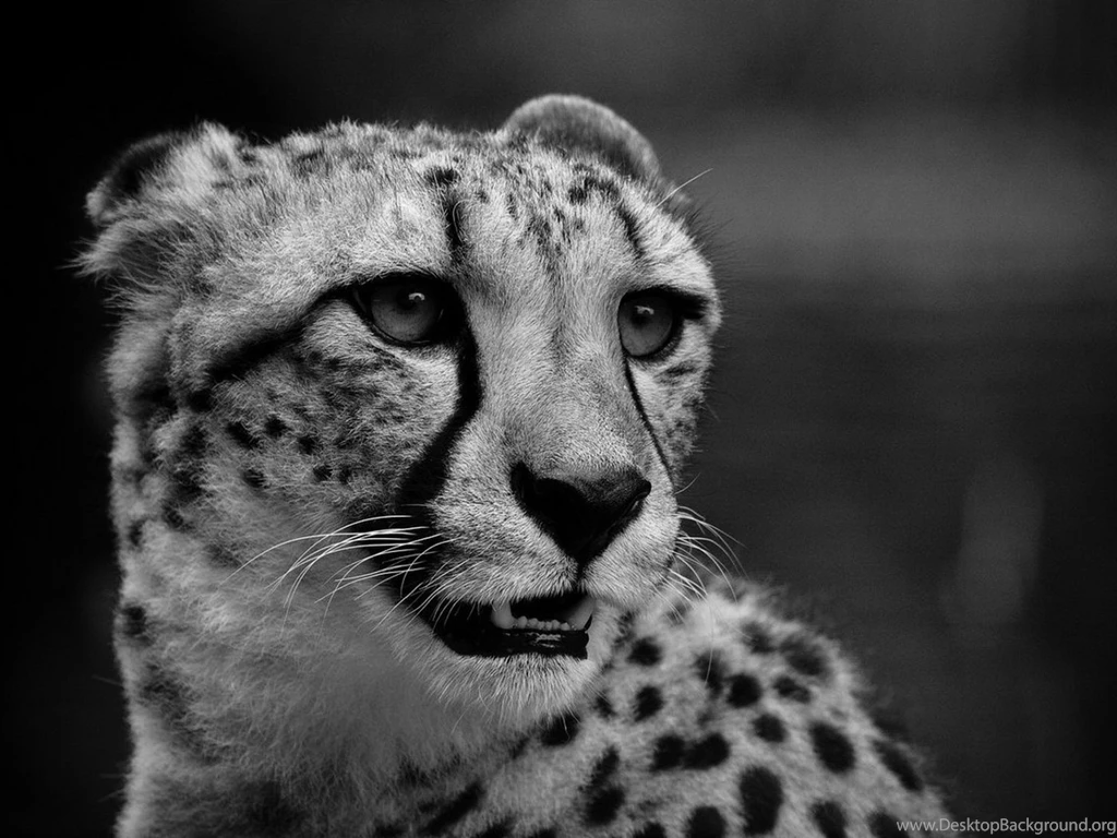 Download Wallpapers 1400x1050 Cheetah, Muzzle, Black White ...