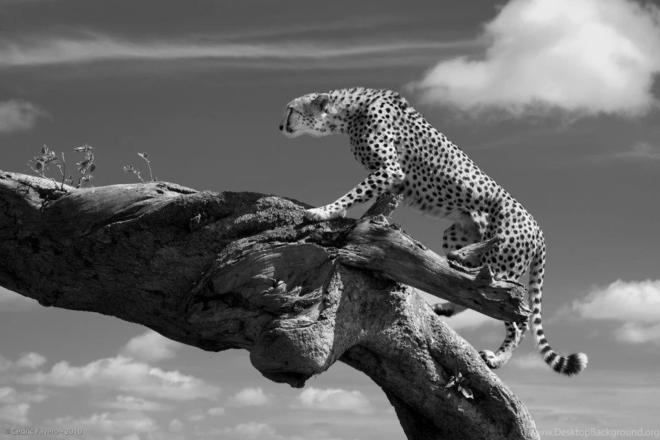 Cats Stunning Cheetah Cheetha Beautiful Cats Wild High Quality ...