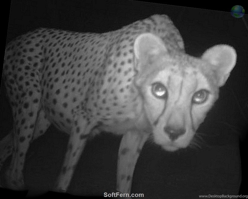 Saharan_cheetah 11831.jpg