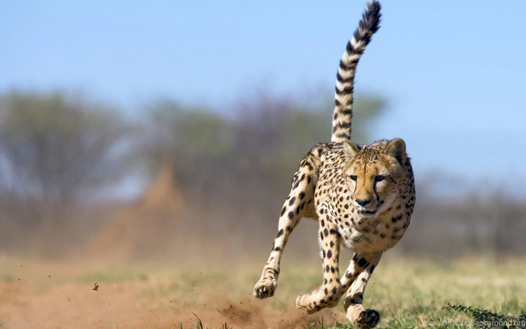 Desktop Cheetah Wallpapers