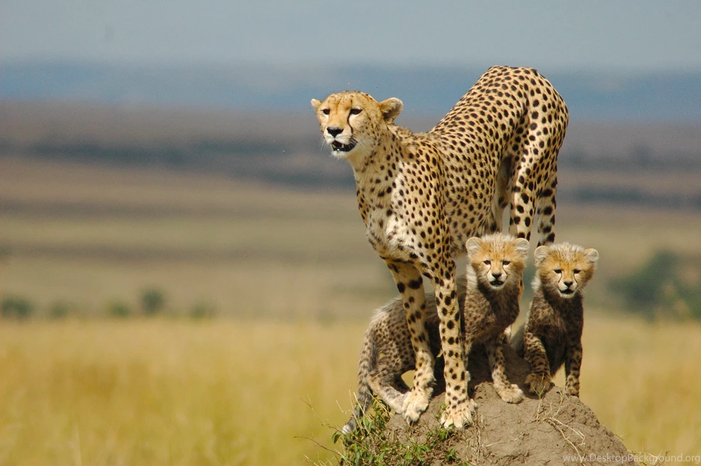 Cheetah Wallpapers Collection (33+)