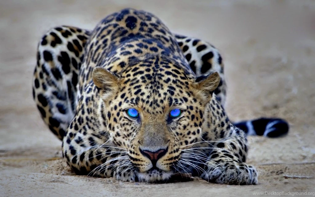 Cheetah Wallpapers Hd For Desktop Widescreen