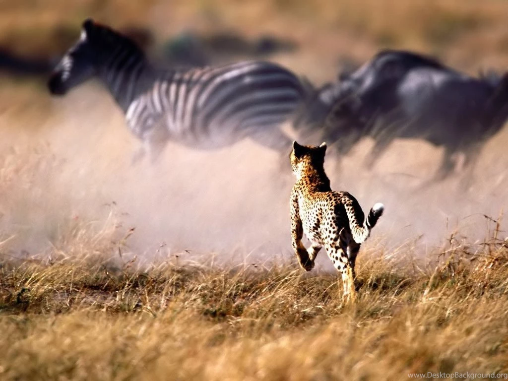 Desktop Wallpapers · Gallery · Animals · Cheetah Running