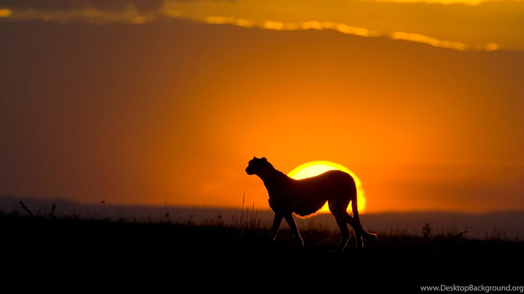Cheetah Computer Wallpapers, Desktop Backgrounds