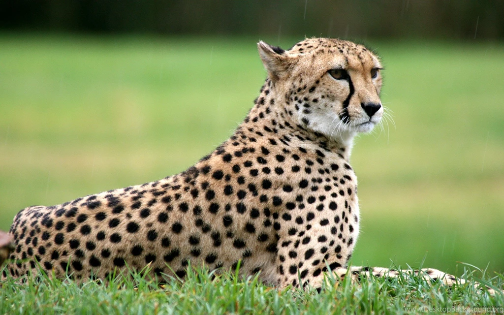Cheetah Wallpapers — Free Full HD Wallpaper. Widescreen HQ Desktop ...