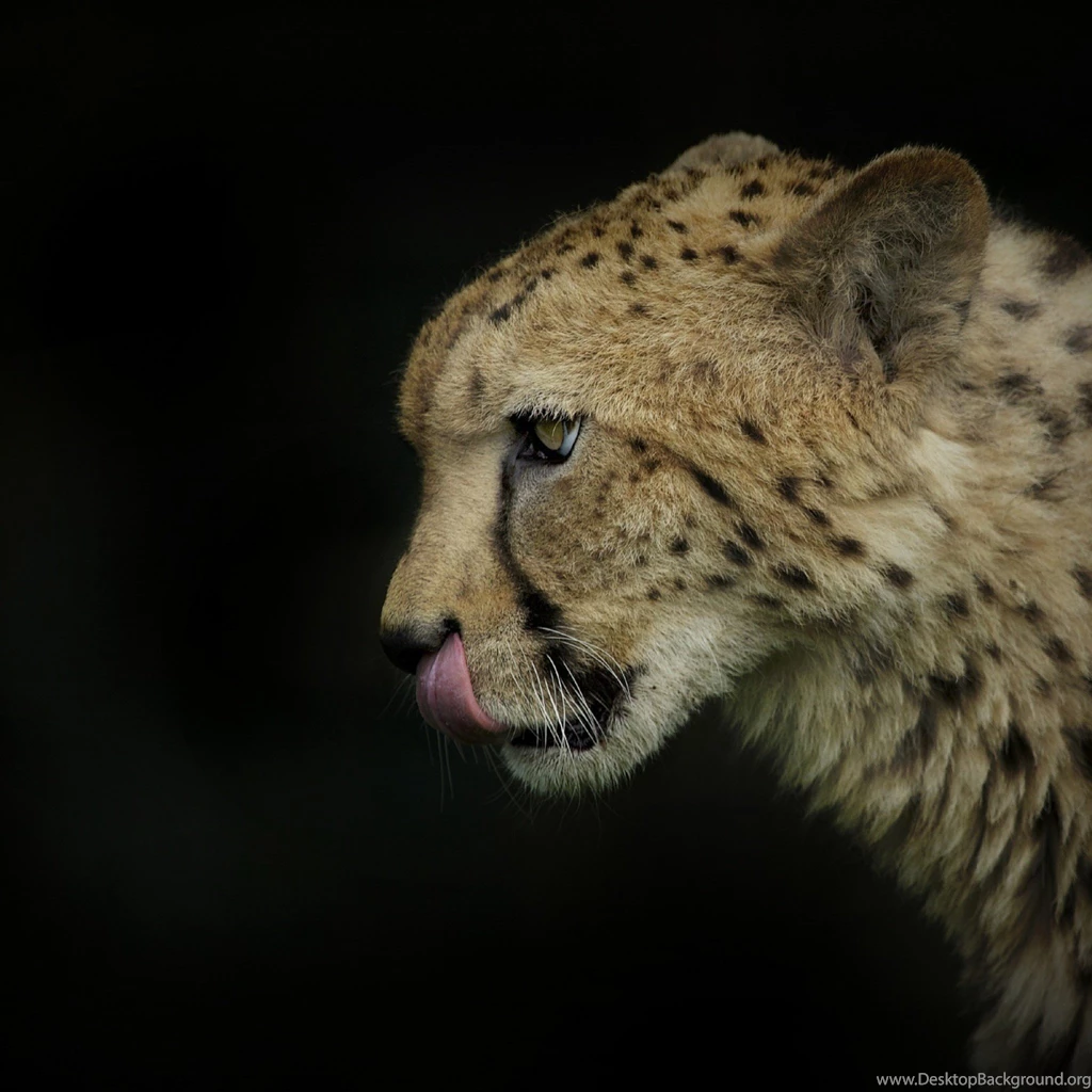 Cheetah Desktop Backgrounds 1938x14132048x2048 HD Desktop Wallpapers