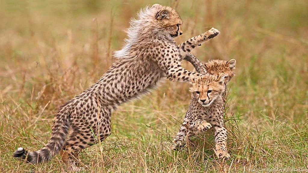 Cats: Cheetah Play Playing Running Cubs Cheetahs Backgrounds ...