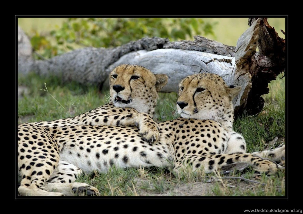 Cheetah Mates Big Cats Cats Desktop Backgrounds ~ Cats For HD 16:9 ...