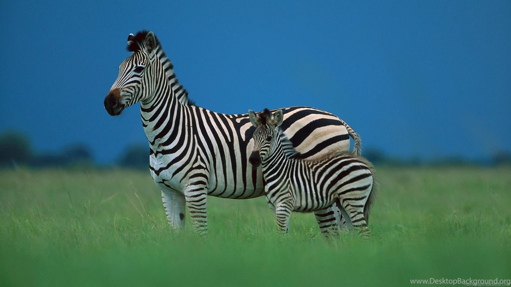 Animal Wallpapers Hd
