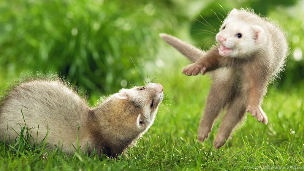 Beautiful Animals HD