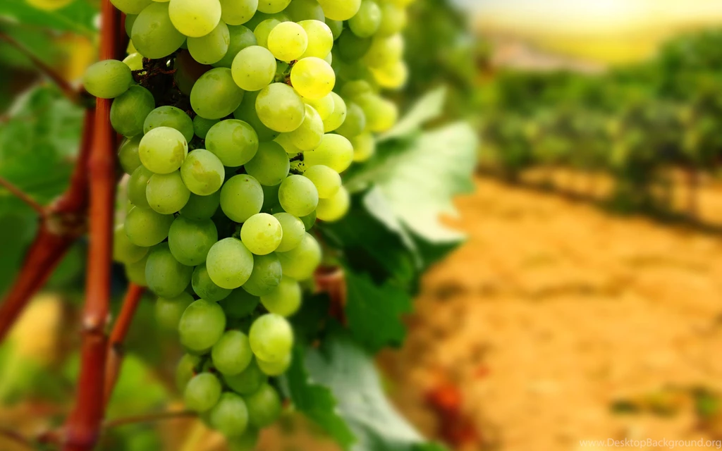 Uvas Wallpapers HD Papel De Parede