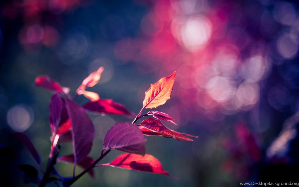 Close Up Leaf Leaf Leaves Pink Purple Tree Blur Bokeh Backgrounds ...