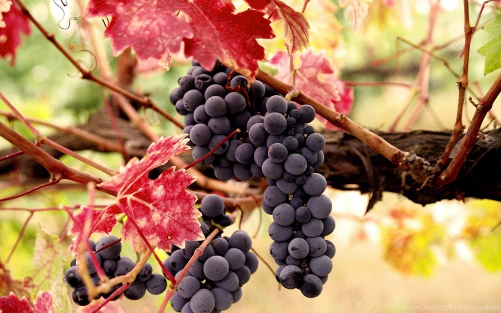 Sfondo "Grappolo Di Uva Rossa" 1280 X 800 Cibo E Bevande ...