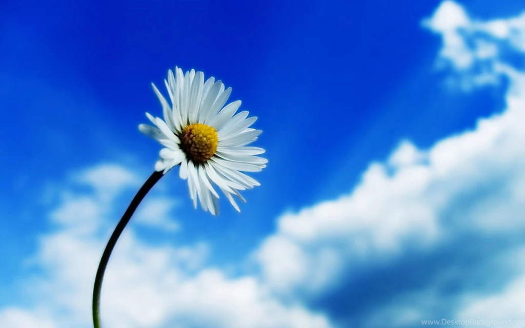 Best Wonderful Flowers Wallpapers