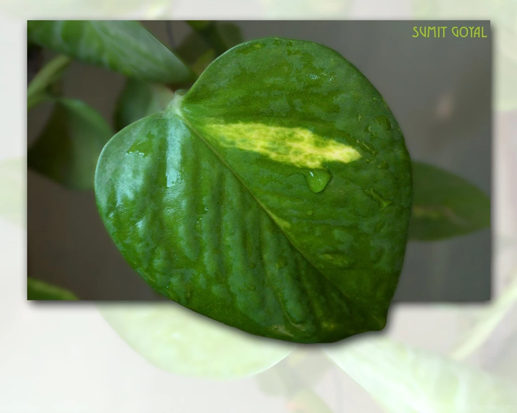 Sumit Goyal's Webpage » Blog Archive » Soothing Wallpapers For Your ...