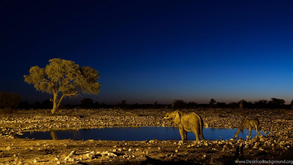 Elephant Giraffe Booty Water Desert