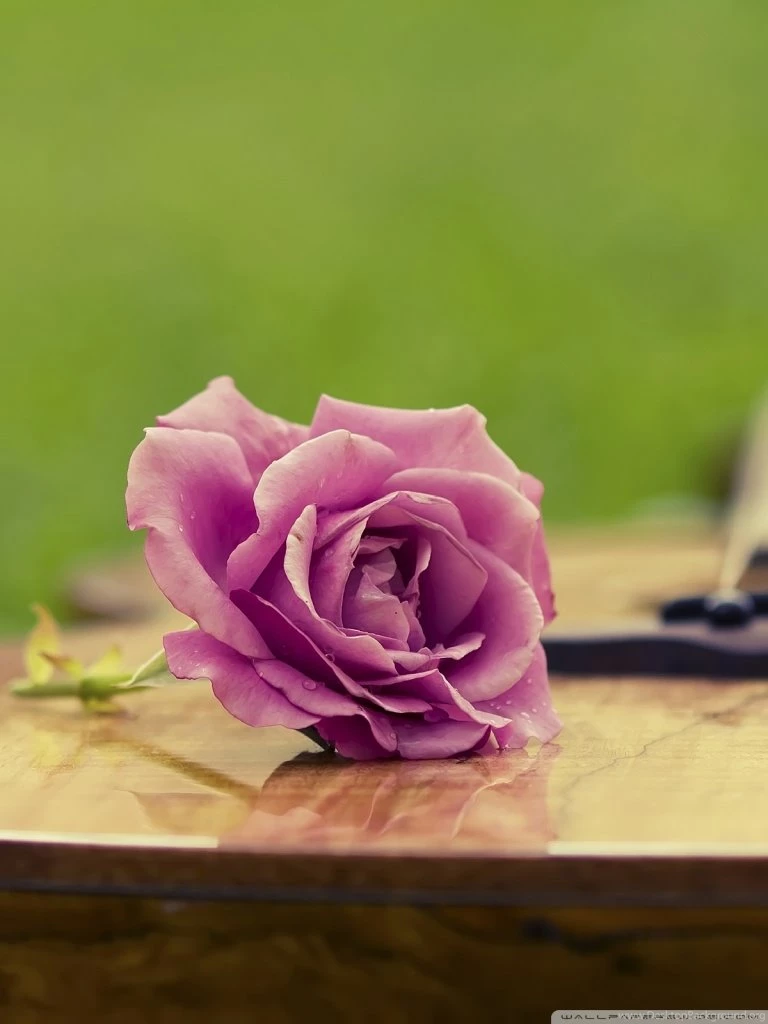 Guitar Rose HD Desktop Wallpapers : High Definition : Fullscreen ...