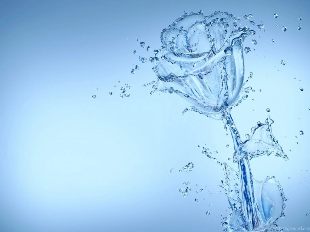 Water Rose Backgrounds