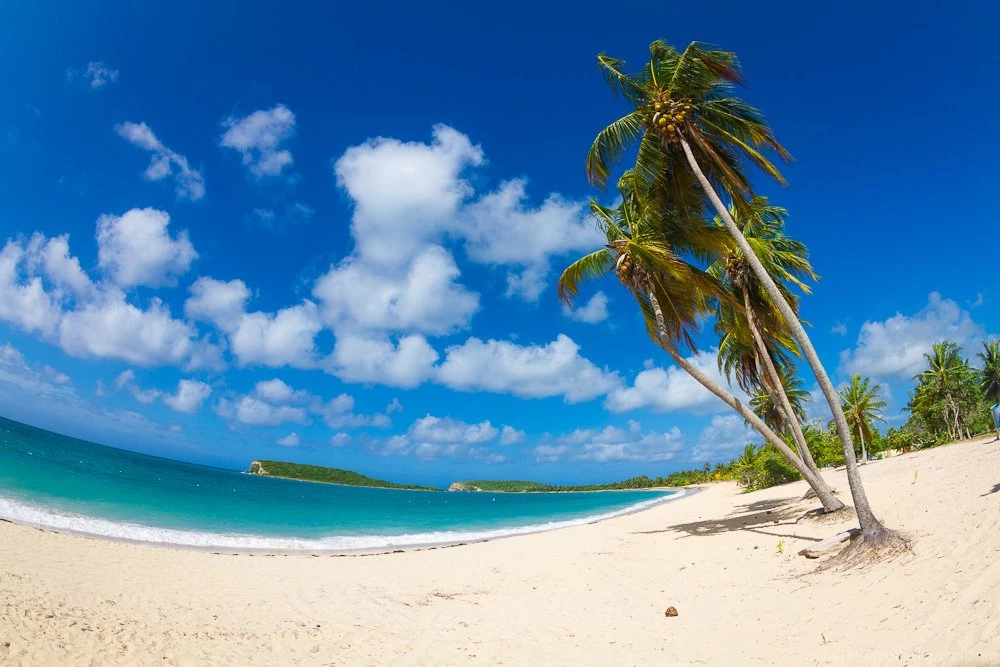 Acompanantes Puerto Rico