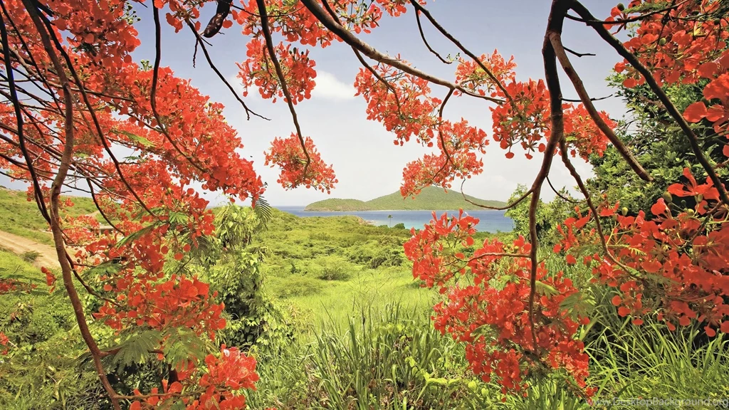 Flamboyan Tree, Puerto Rico, Bay, Culebra, Island, South America ...