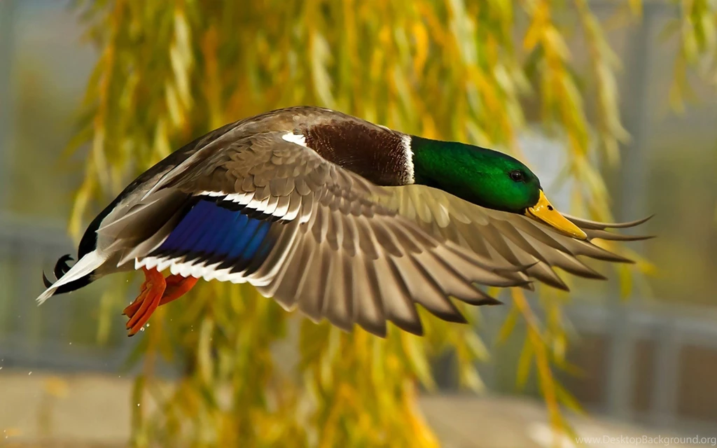 Mallards Wallpapers