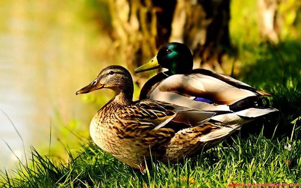 Birds Ducks Mallard Wallpapers