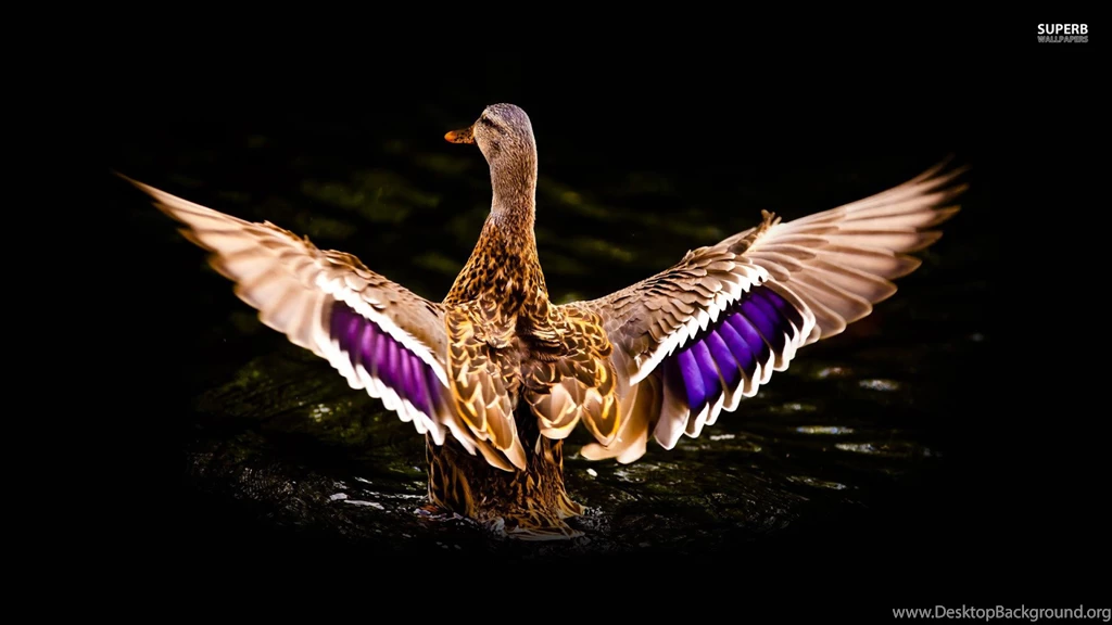 COLORFUL MALLARD : Desktop And Mobile Wallpapers : Wallippo