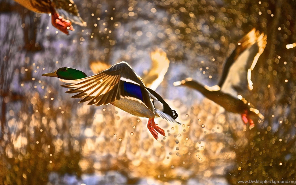 Mallard Duck Flying Pictures