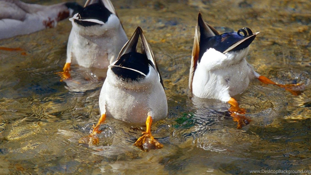 HD Mallard Wallpapers