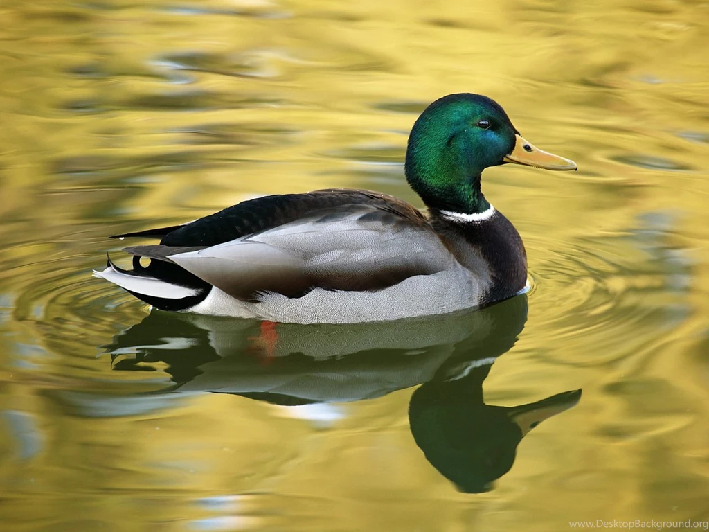 Mallard Wallpapers For PC