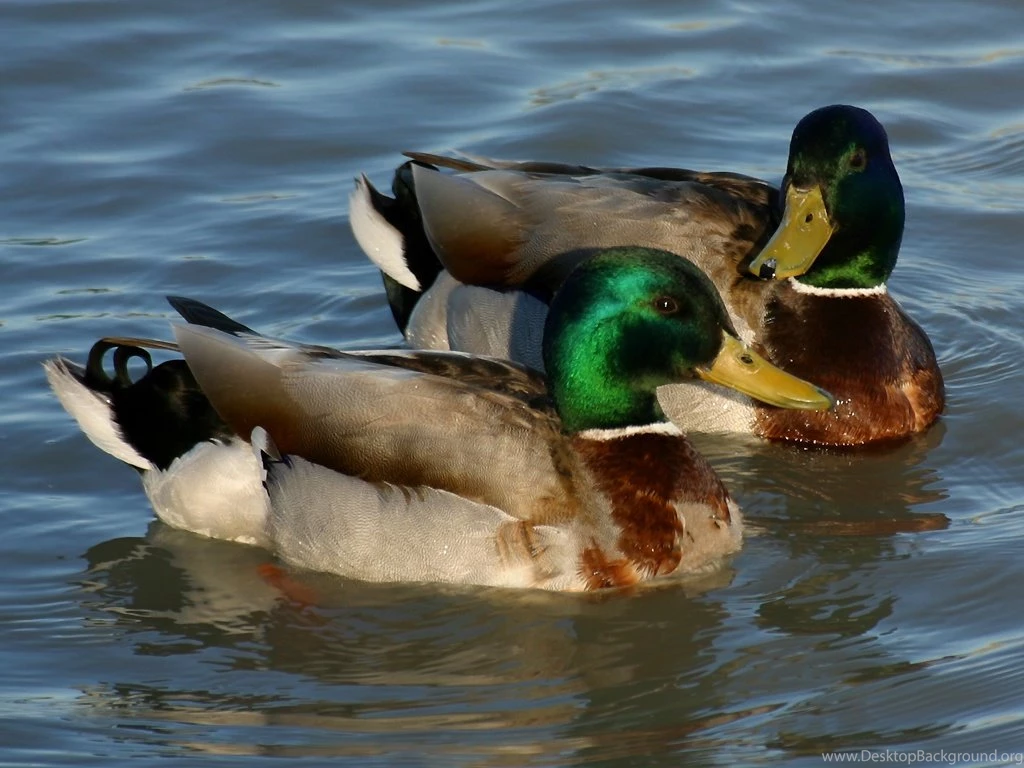 Mallard Duck Pictures Wallpapers