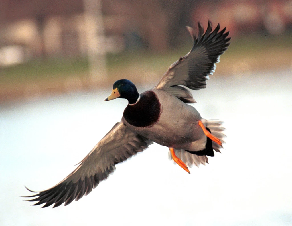 Mallard Duck Flying Pictures.jpg