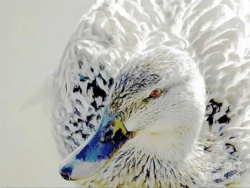 White Mallard Female Peacock Duck Wallpapers By Lightnessduck On ...