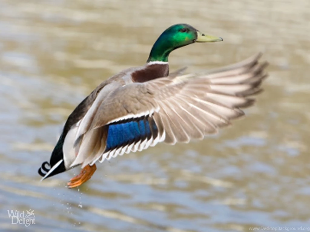 Mallard Duck Wallpapers 1024x768px