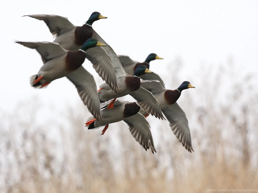 Рабочий стол охотника (фото)   Guns.ru Talks