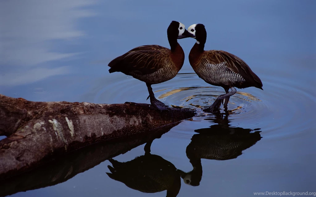 Desktop Wallpapers · Gallery · Animals · Mallard   Wild Ducks ...