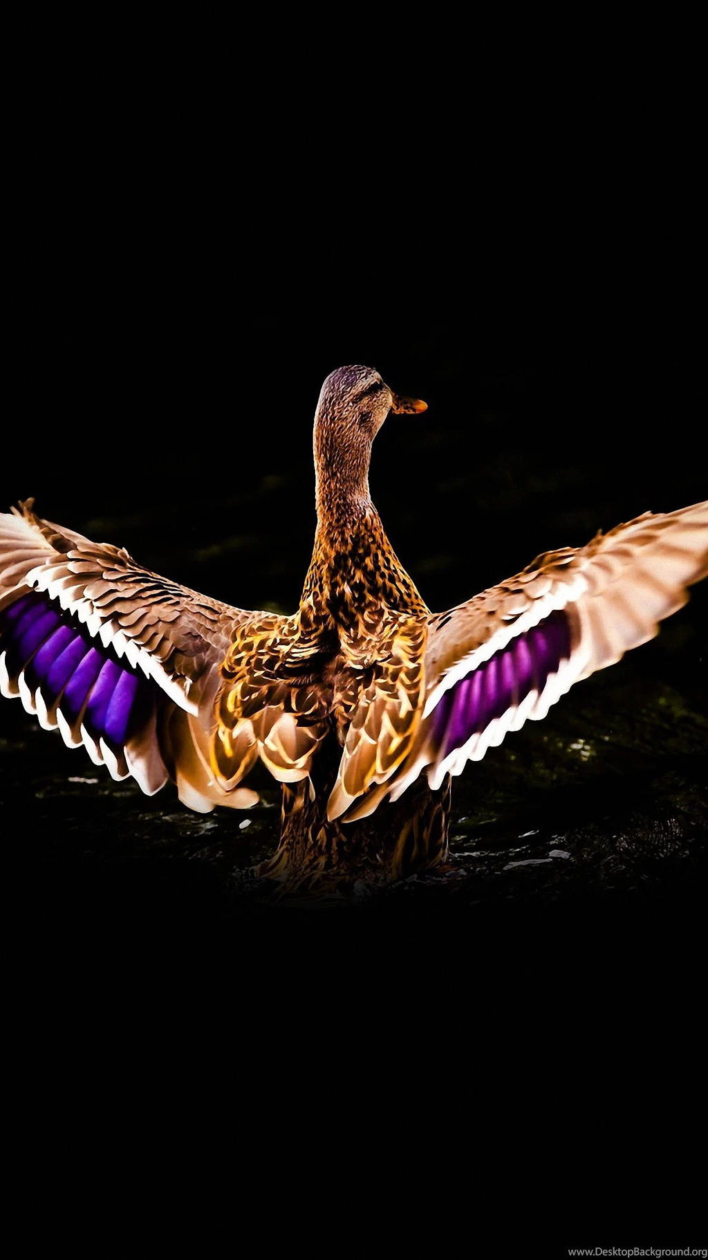 1440x2560 Abstract Mallard Design Xiaomi Mi Wallpapers HD Mobile