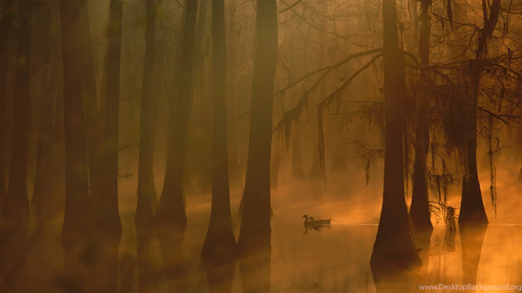Wallpapers Forest, Tree, USA, Fog, Duck, Swamp, Mallard, Louisiana ...