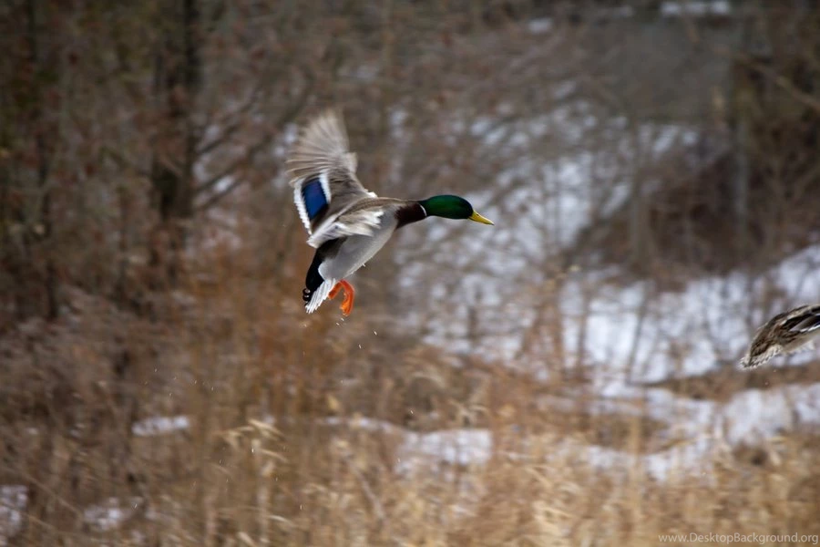Mallard Drake Portrait Wallpapers   Bing Images